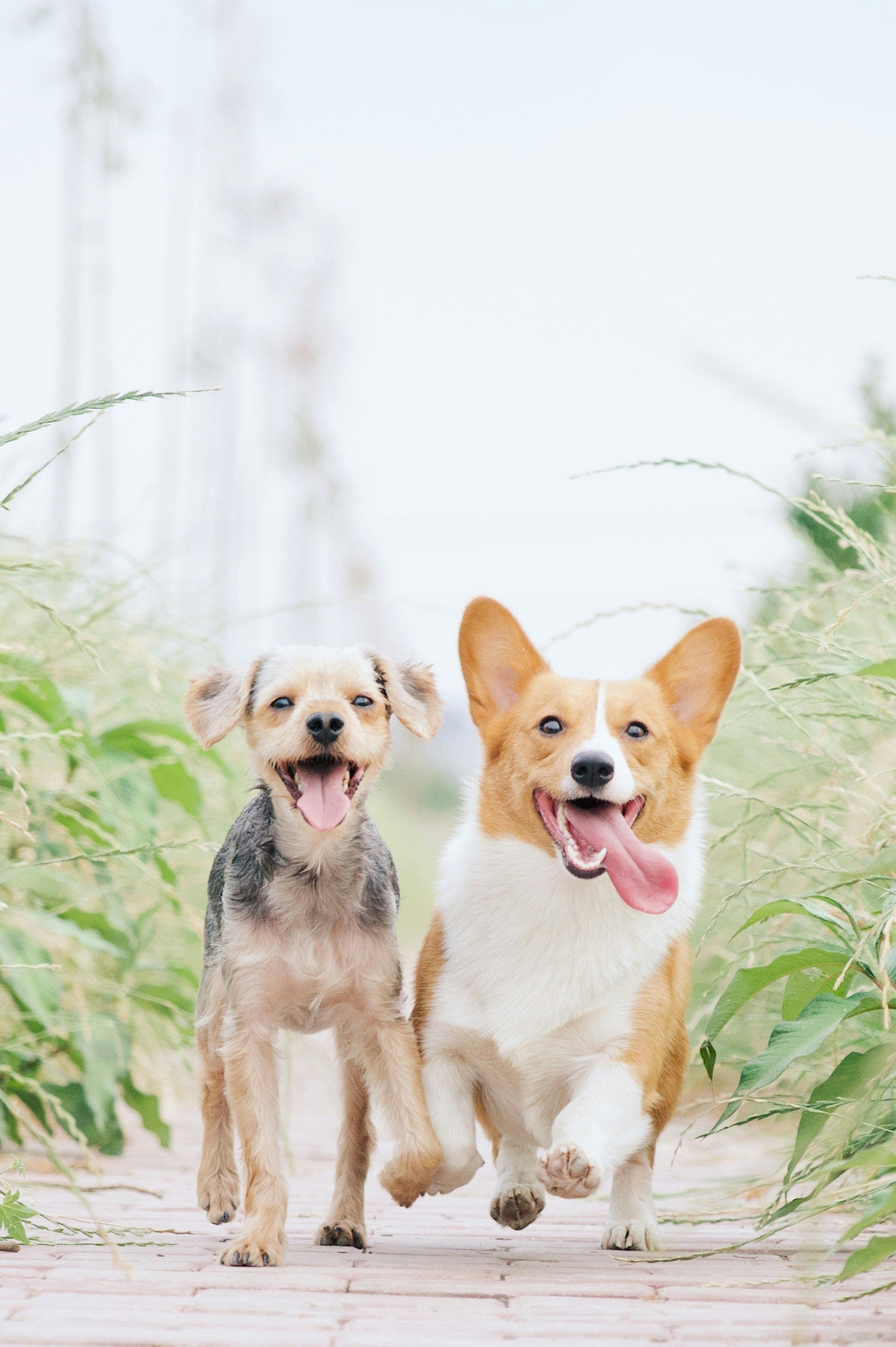 For dogs