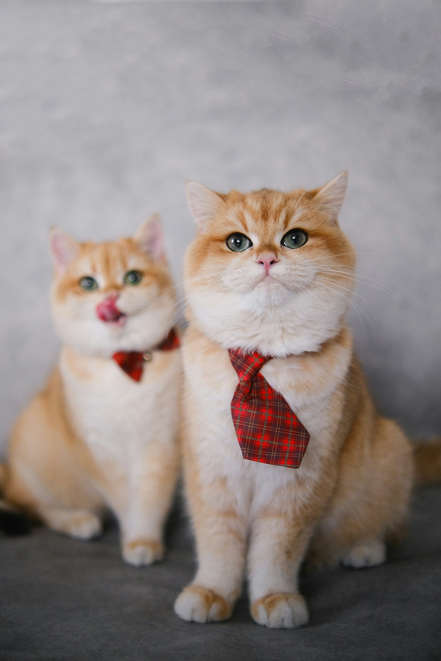 For cats