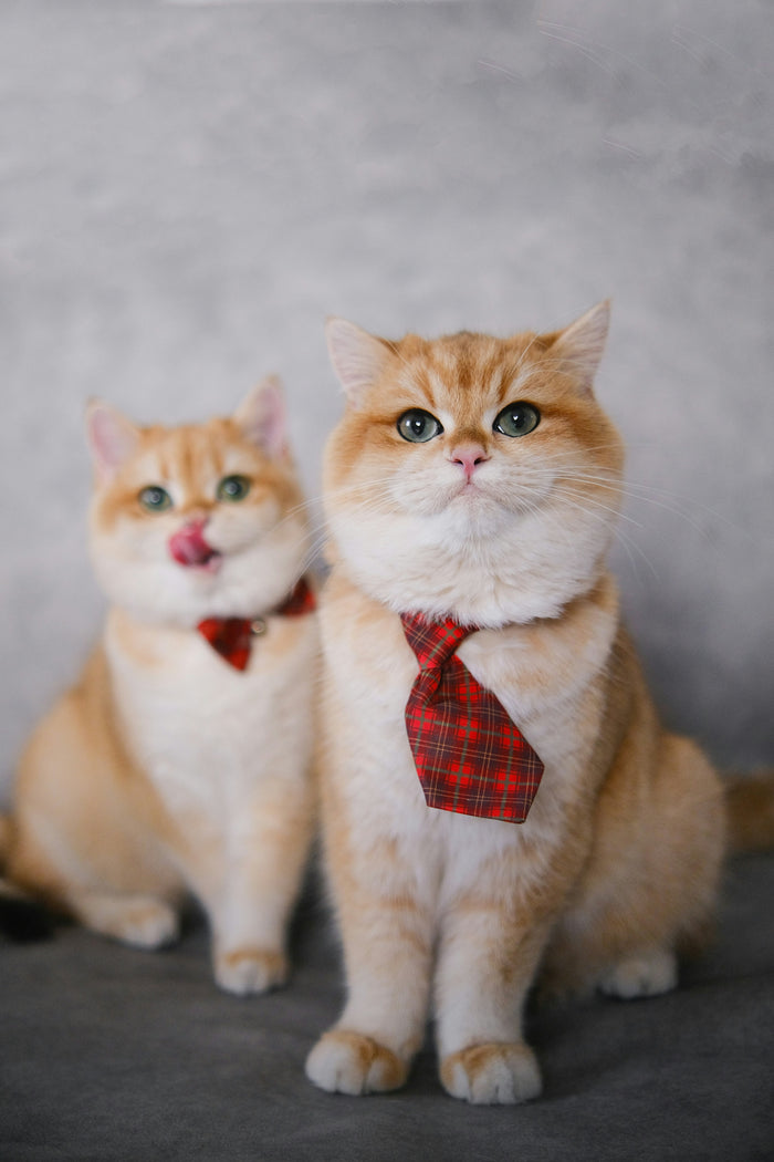 For Cats