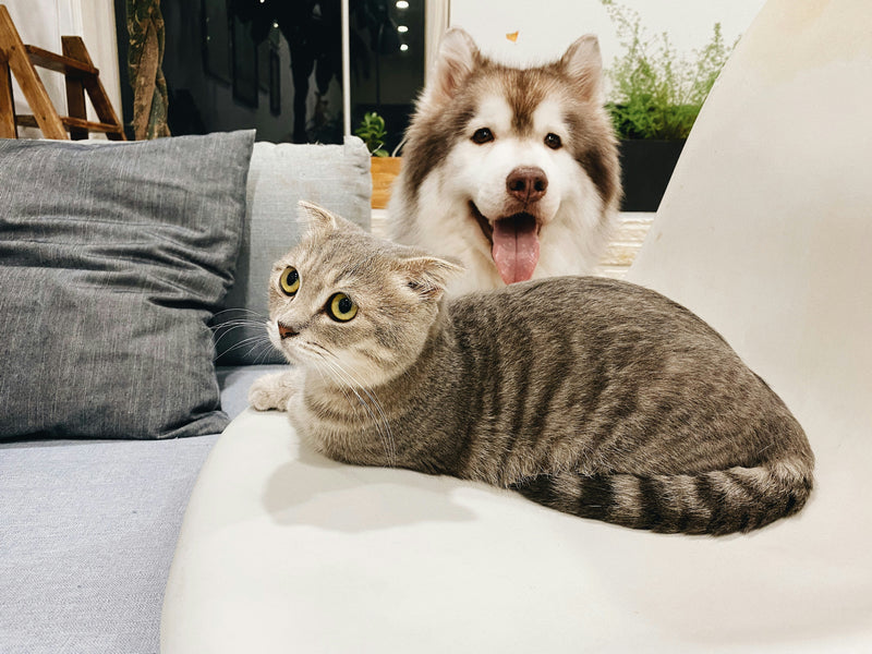 United Pet Shop